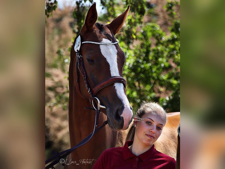 Niemiecki koń sportowy Klacz 6 lat 169 cm Kasztanowata in Ilmenau
