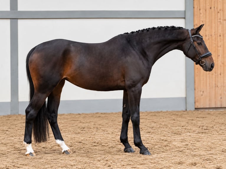 Niemiecki koń sportowy Klacz 6 lat 170 cm Ciemnogniada in Kefenrod