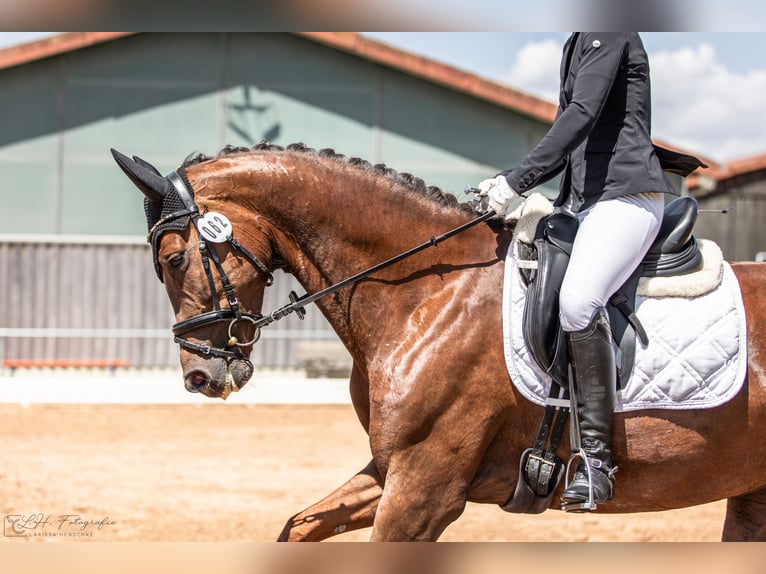 Niemiecki koń sportowy Klacz 6 lat 170 cm Ciemnokasztanowata in Aurach