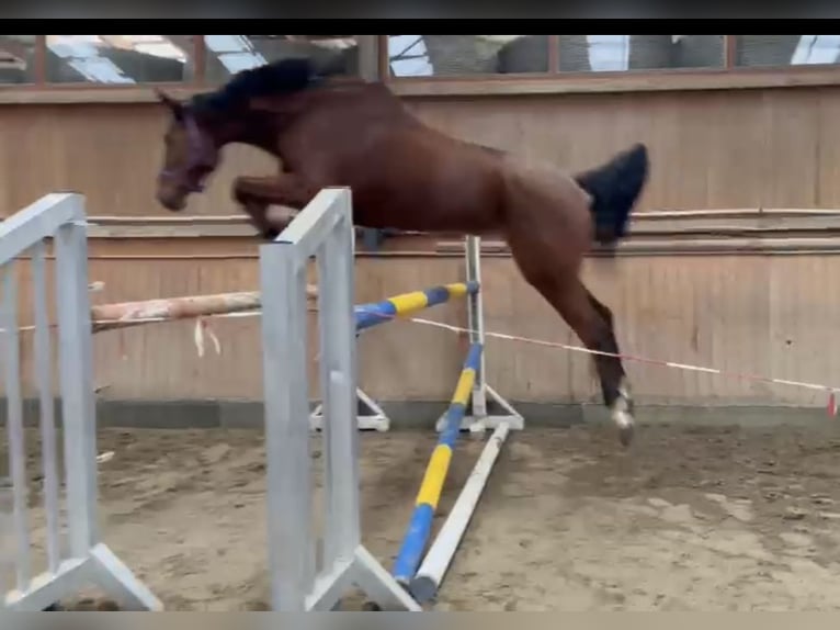 Niemiecki koń sportowy Klacz 6 lat 170 cm Gniada in Ilmenau