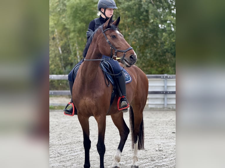 Niemiecki koń sportowy Klacz 6 lat 170 cm Gniada in Leipzig