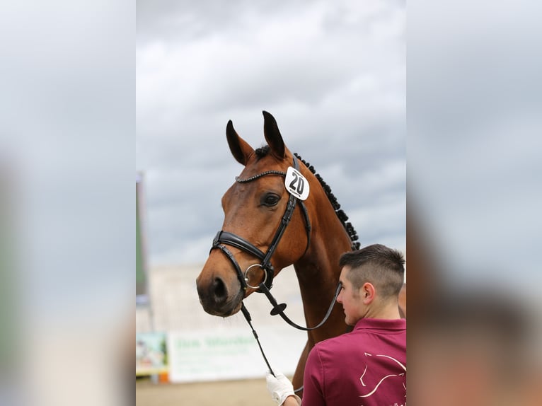 Niemiecki koń sportowy Klacz 6 lat 170 cm Gniada in Gotha