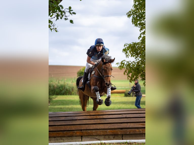 Niemiecki koń sportowy Klacz 6 lat 170 cm Gniada in Gotha