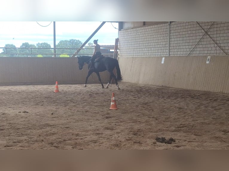 Niemiecki koń sportowy Klacz 6 lat 170 cm Kara in Neustadt dosse