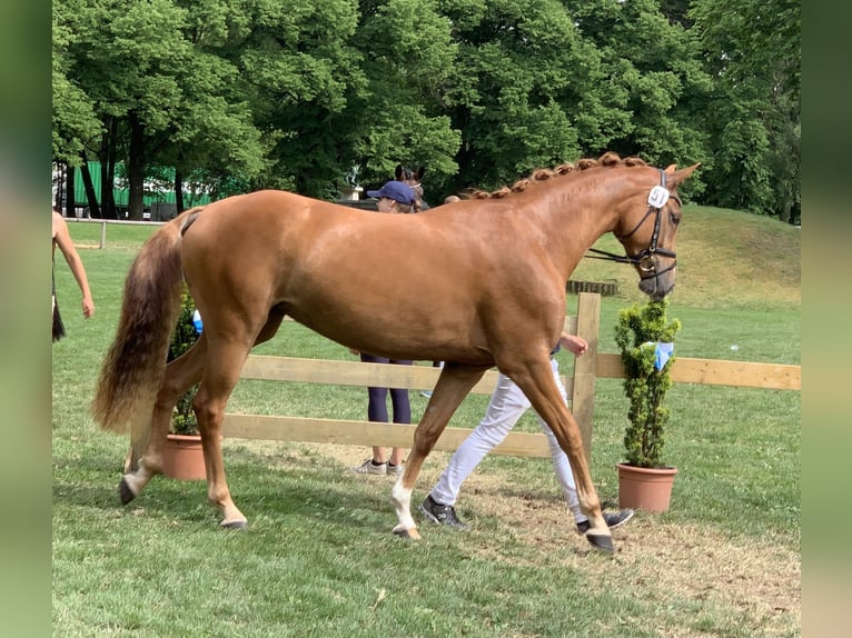 Niemiecki koń sportowy Klacz 6 lat 170 cm Kasztanowata in Hallbergmoos