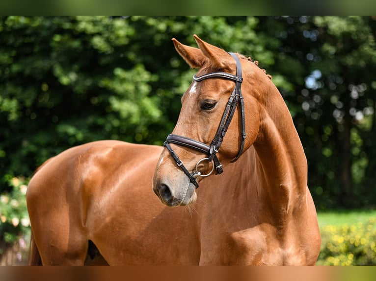 Niemiecki koń sportowy Klacz 6 lat 170 cm Kasztanowata in Riedstadt