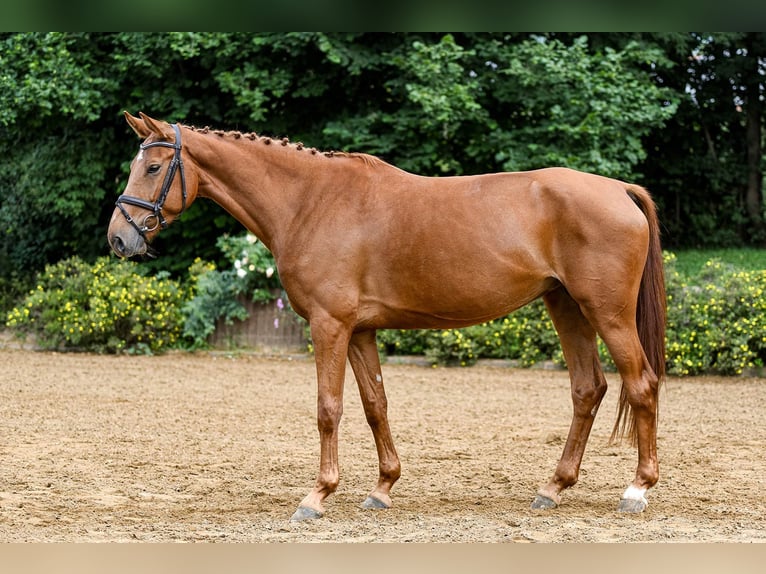 Niemiecki koń sportowy Klacz 6 lat 170 cm Kasztanowata in Riedstadt