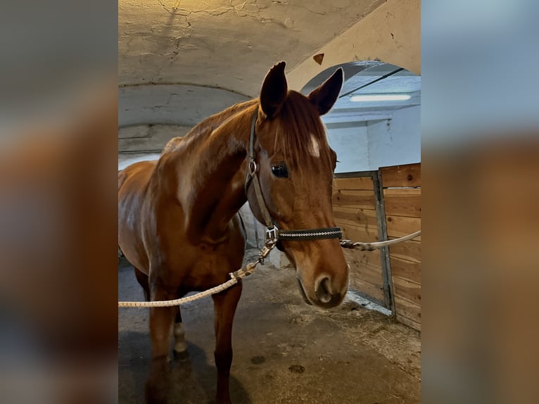 Niemiecki koń sportowy Klacz 6 lat 170 cm Kasztanowata in WitschFeldkirchen in Kärnten