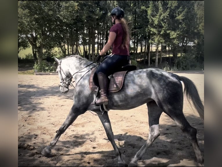 Niemiecki koń sportowy Klacz 6 lat 170 cm Siwa jabłkowita in Pelmberg