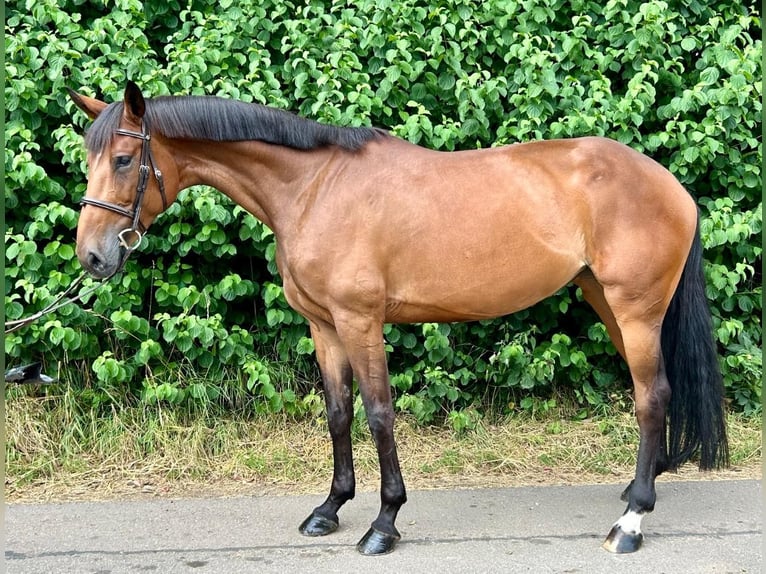 Niemiecki koń sportowy Klacz 6 lat 171 cm Gniada in Schwäbisch Gmünd