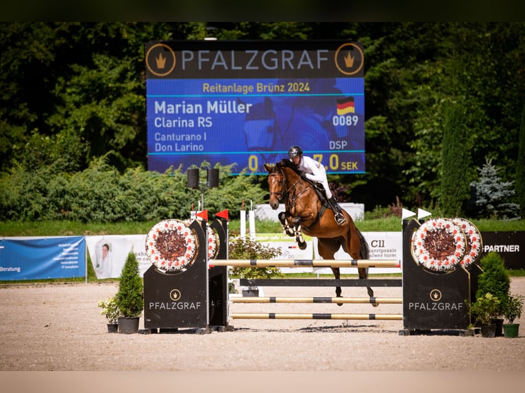 Niemiecki koń sportowy Klacz 6 lat 171 cm Gniada in Schwäbisch Gmünd