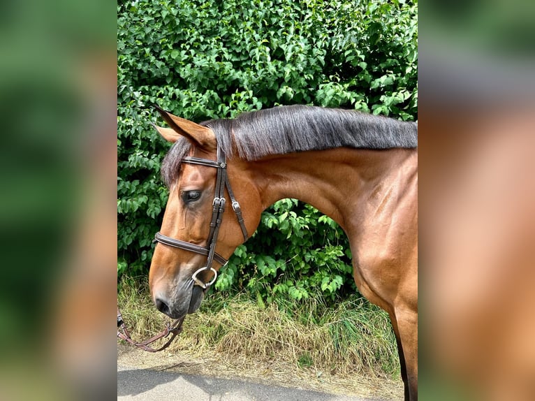 Niemiecki koń sportowy Klacz 6 lat 171 cm Gniada in Schwäbisch Gmünd