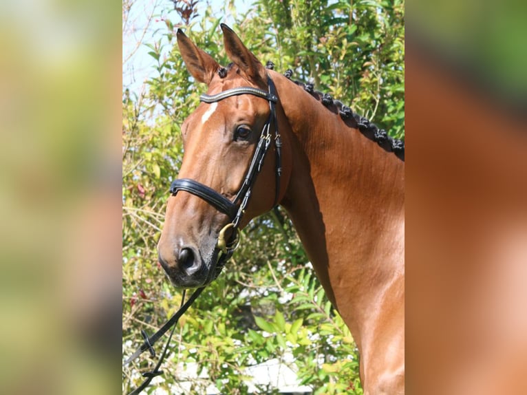 Niemiecki koń sportowy Klacz 6 lat 172 cm Gniada in Gomadingen