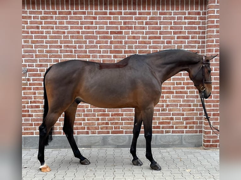 Niemiecki koń sportowy Klacz 6 lat 173 cm Gniada in Walldorf