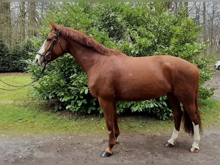 Niemiecki koń sportowy Klacz 6 lat 174 cm Kasztanowata in Braunschweig