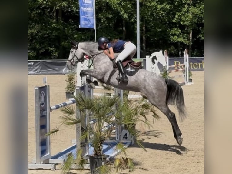 Niemiecki koń sportowy Klacz 6 lat 175 cm Siwa in Weichs