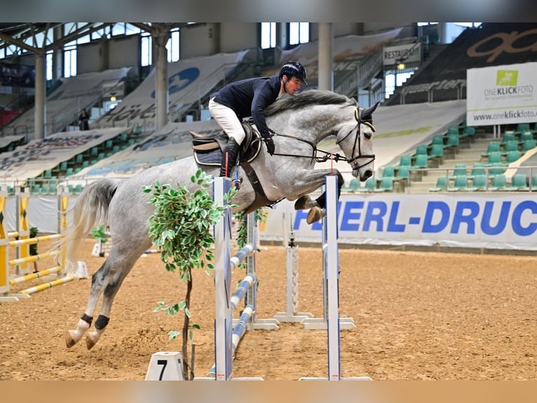 Niemiecki koń sportowy Klacz 6 lat 175 cm Siwa in Gerstetten