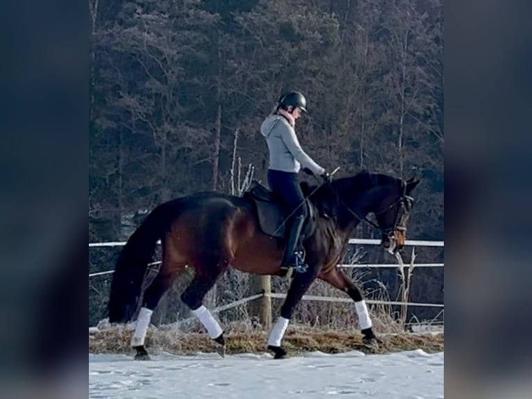 Niemiecki koń sportowy Klacz 6 lat 175 cm Skarogniada in Arnstorf