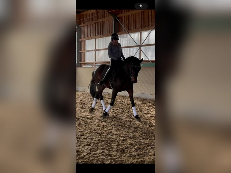 Niemiecki koń sportowy Klacz 6 lat 175 cm Skarogniada in Arnstorf