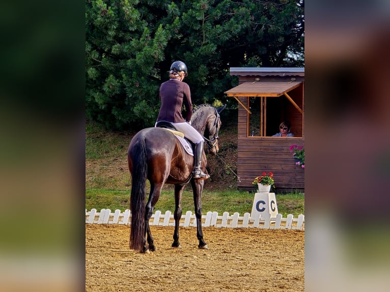 Niemiecki koń sportowy Klacz 6 lat 176 cm Kara in Sch&#xF6;neck/Vogtland