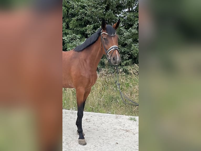 Niemiecki koń sportowy Klacz 6 lat 177 cm Gniada in Drackenstein