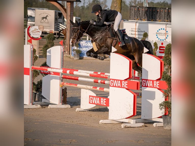 Niemiecki koń sportowy Klacz 6 lat Gniada in Wächtersbach