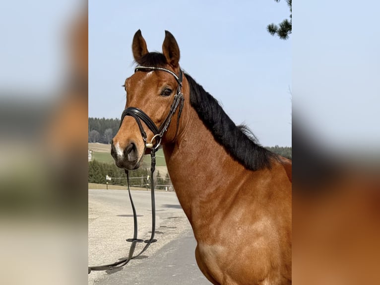 Niemiecki koń sportowy Klacz 7 lat 160 cm Gniada in Pelmberg