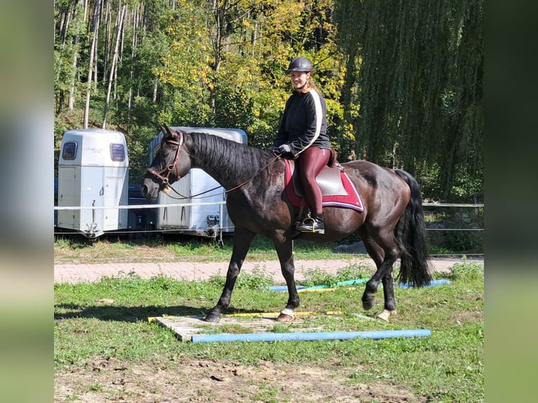 Niemiecki koń sportowy Klacz 7 lat 160 cm Kara in Bayerbach