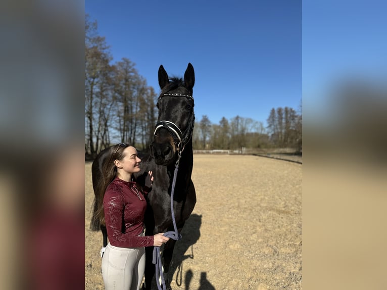 Niemiecki koń sportowy Mix Klacz 7 lat 160 cm Kara in Berlin