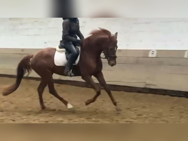 Niemiecki koń sportowy Klacz 7 lat 160 cm Kasztanowata in Calden