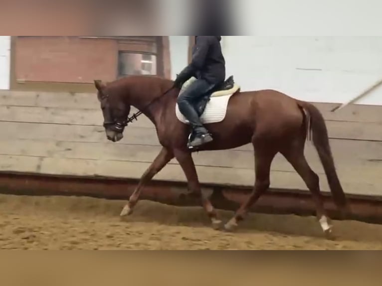 Niemiecki koń sportowy Klacz 7 lat 160 cm Kasztanowata in Calden