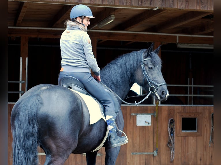 Niemiecki koń sportowy Klacz 7 lat 162 cm Kara in Mamming