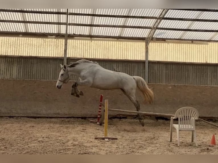 Niemiecki koń sportowy Klacz 7 lat 162 cm Stalowosiwy in Kronau