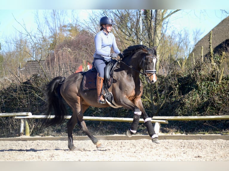 Niemiecki koń sportowy Klacz 7 lat 163 cm Ciemnogniada in Bösdorf