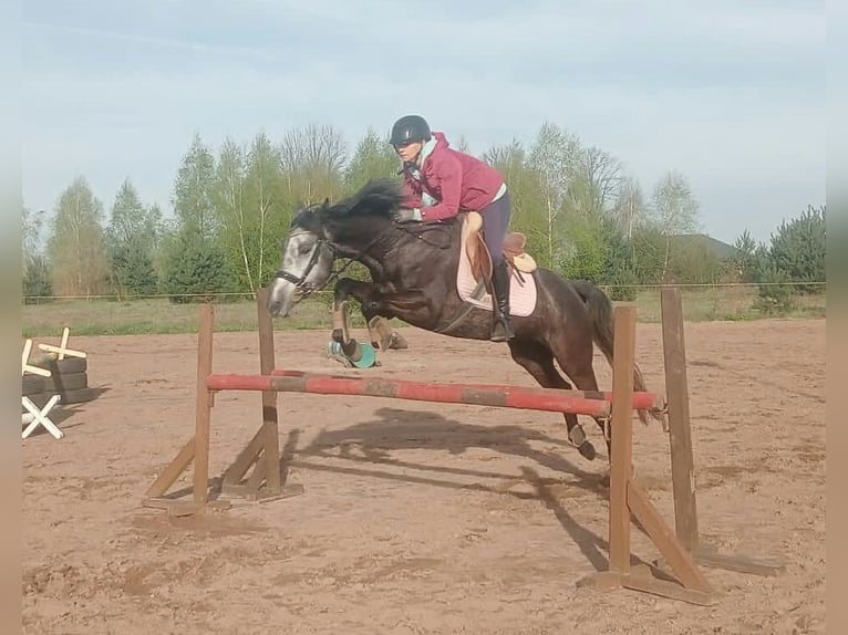 Niemiecki koń sportowy Klacz 7 lat 163 cm Siwa in Ciężków