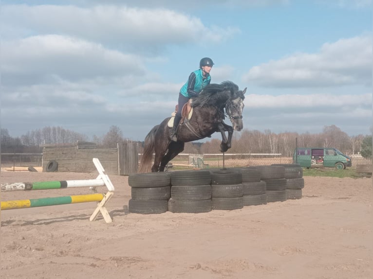 Niemiecki koń sportowy Klacz 7 lat 163 cm Siwa in Ciężków