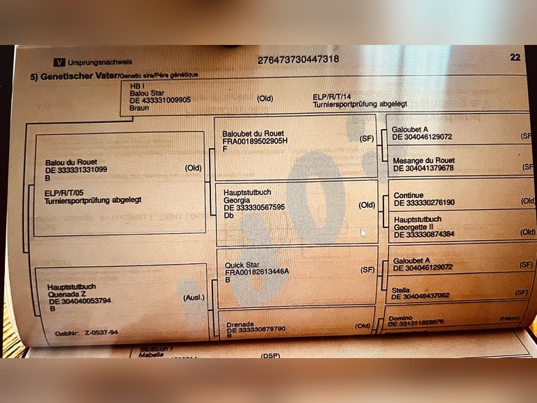 Niemiecki koń sportowy Klacz 7 lat 164 cm Ciemnogniada in L&#xF6;rrach