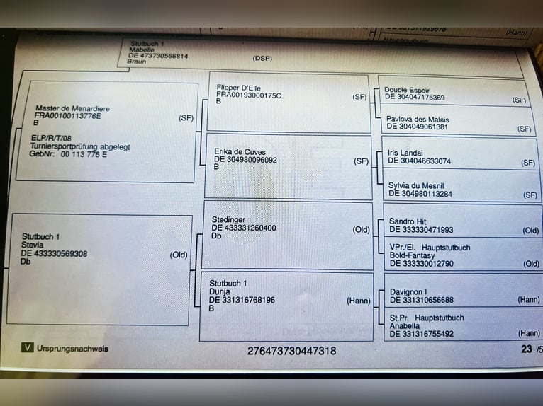 Niemiecki koń sportowy Klacz 7 lat 164 cm Ciemnogniada in L&#xF6;rrach