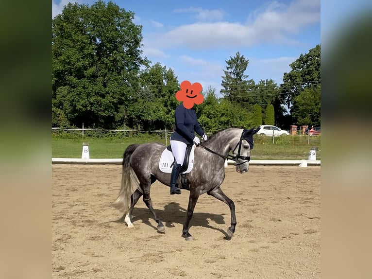 Niemiecki koń sportowy Klacz 7 lat 164 cm Karosiwa in Frankfurt (Oder)