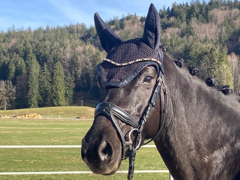 Niemiecki koń sportowy Klacz 7 lat 164 cm Skarogniada in Bad Tölz