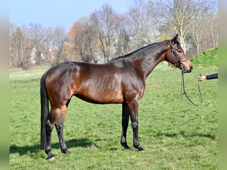 Niemiecki koń sportowy Klacz 7 lat 165 cm Gniada in Lonsee