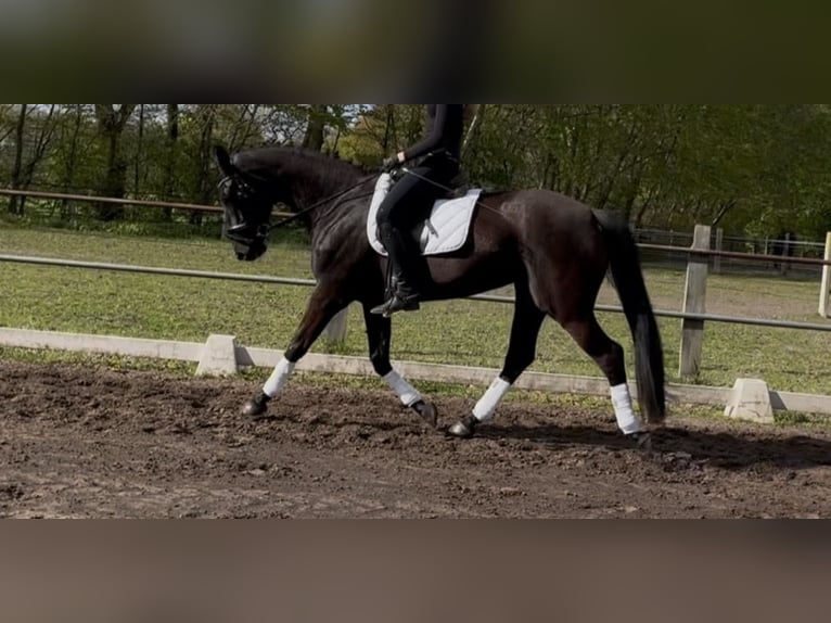 Niemiecki koń sportowy Klacz 7 lat 165 cm Kara in Friesoythe