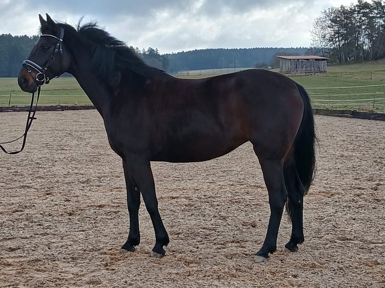 Niemiecki koń sportowy Klacz 7 lat 165 cm Skarogniada in Dietfurt an der Altmühl