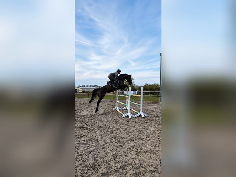 Niemiecki koń sportowy Klacz 7 lat 166 cm Ciemnogniada in Wölfis