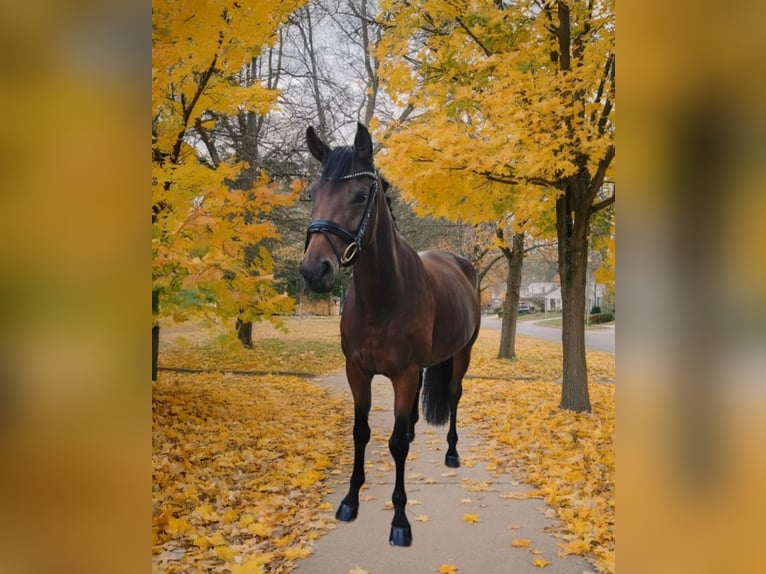 Niemiecki koń sportowy Klacz 7 lat 166 cm Gniada in Prussendorf/ Z&#xF6;rbig