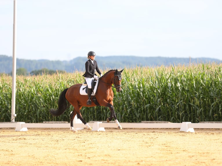 Niemiecki koń sportowy Klacz 7 lat 166 cm Gniada in Steinach