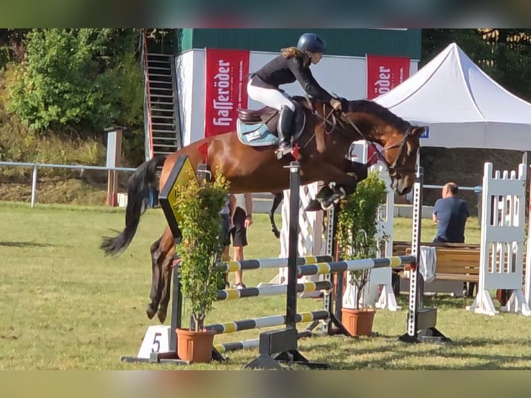 Niemiecki koń sportowy Klacz 7 lat 167 cm Gniada in Braunschweig