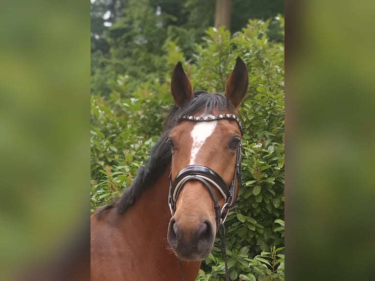 Niemiecki koń sportowy Klacz 7 lat 167 cm Gniada in Braunschweig