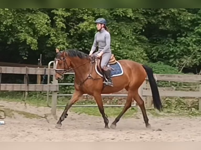 Niemiecki koń sportowy Klacz 7 lat 167 cm Gniada in Braunschweig