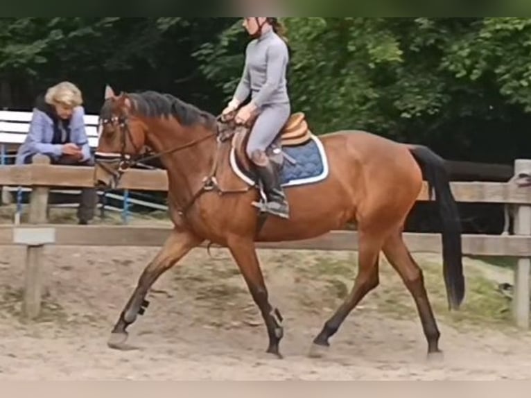 Niemiecki koń sportowy Klacz 7 lat 167 cm Gniada in Braunschweig